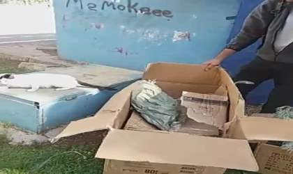 Poşete koyduğu kedileri parka bıraktı, tepki gördü
