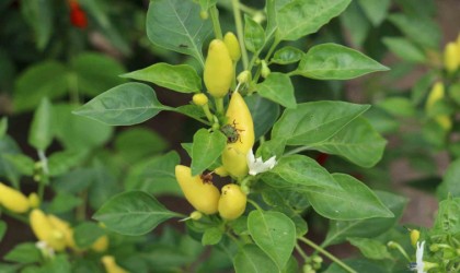 Sağlam: “Kahverengi kokarca ile mücadele milli seferberliktir”