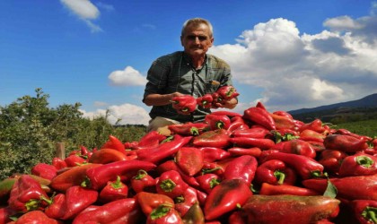 Salihlide kapya biber bereketi