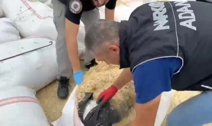 Saman çuvallarından 66 kilo esrar çıktı
