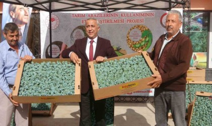 Samsunda 34 üreticiye 650 bin brokoli fidesi dağıtıldı