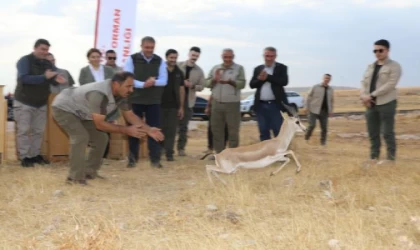 Şanlıurfa dağlarındaki ceylan sayısı 413’e ulaştı