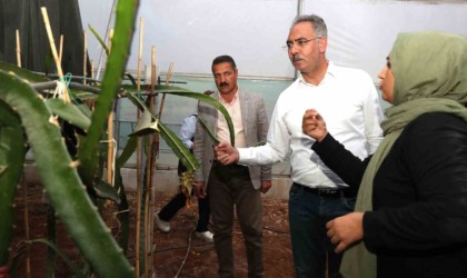 Şanlıurfada ejder meyvesi yetiştiriliyor