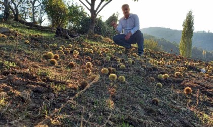 Sarıgölde kestane hasadına başlandı