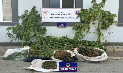 Sazlıkların arasında kenevir ve esrar ele geçirildi