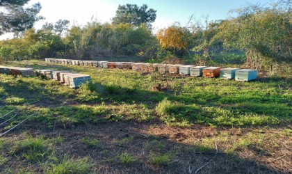 Şırnakta dört ayrı dağın zirvesinde en tatlı hasat başladı