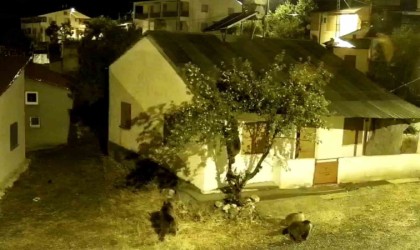 Sivasta aç kalan ayılar köyde tırmandıkları ağaçta meyve yedi