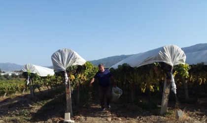 Sonbaharda örtü altındaki üzüm bağları mest ediyor