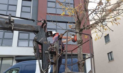 Sürücü ve yaya güvenliği için ağaçlar budanıyor