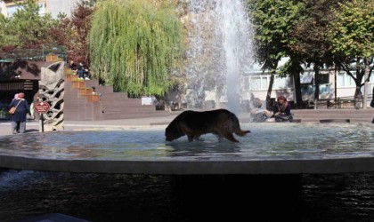 Süs havuzuna girip kana kana su içti