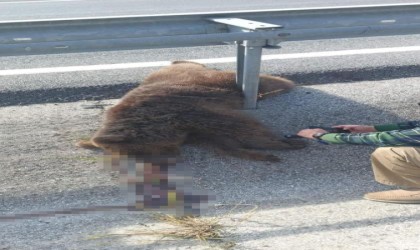 Tırın çarptığı yavru ayı telef oldu