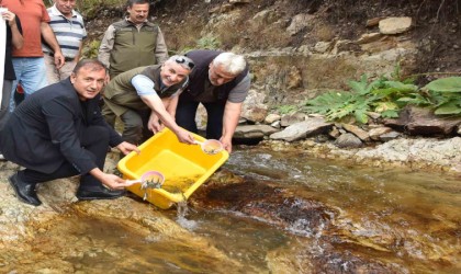 Trabzonda 5 bin kırmızı benekli doğal alabalık yavrusu bırakıldı