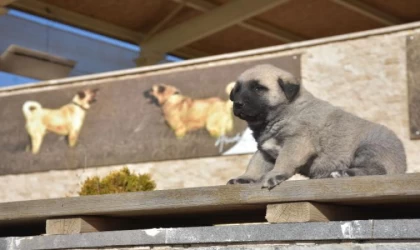 Türkmenistan Devlet Başkanına hediye edilen Kangal köpeği gönderildi
