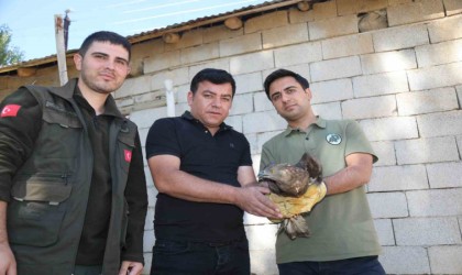 Vanda bitkin halde bulunan arı şahini tedavi altına alındı