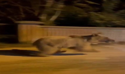 Vatandaşlar ilçe merkezinde gördükleri ayıyı kovaladı