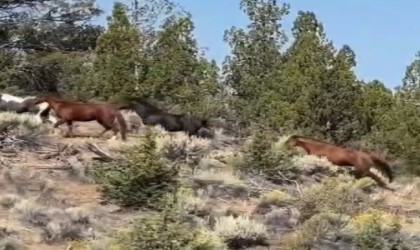 Yabani atları cep telefonu ile görüntüledi
