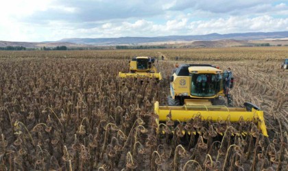 Yağlık ayçiçeği üretiminde rekor artış