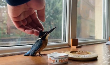 Yalıçapkını, Tatvanda bitkin halde bulundu