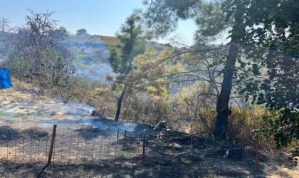 Yangında 150 zeytin ağacı ve baraka zarar gördü