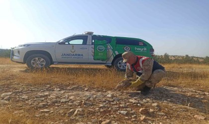 Yaralı Kızıl Şahin tedavi altına alındı