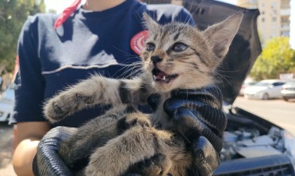 Yavru kediyi kadın itfaiyeci kurtardı, avukat yardımına koştu