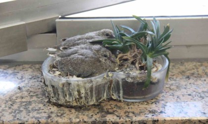 Zabıta müdürünün ofisindeki saksı kumrulara yuva oldu