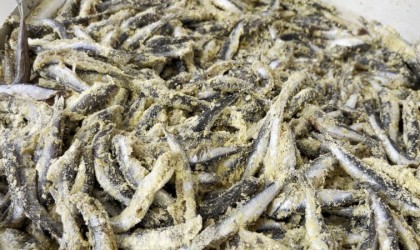 5 ton hamsiyi bedava dağıttılar