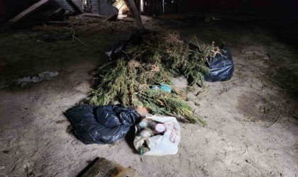 Ahşap baraka içerisinde ve çevresinde 22 kilo esrar ile 425 kök kenevir ele geçirildi