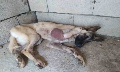 Ayağı kangren olan köpeğe 1,5 saatlik ameliyat