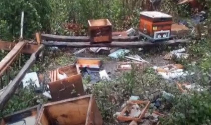 Ayılar önlem dinlemiyor: Toprağı kazarak içeri girdi, kovanlara zarar verdi