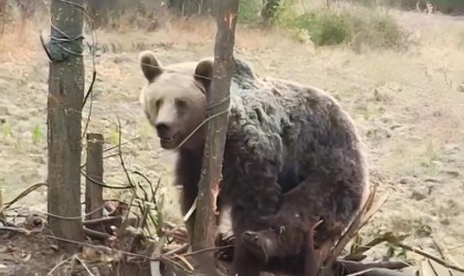 Bahçeye giren ayı vatandaşlara saldırmaya çalıştı: O anlar kamerada