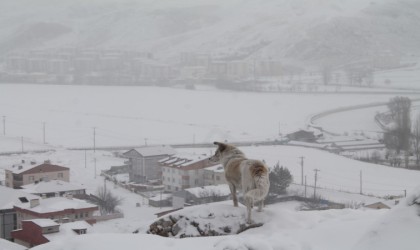 Bayburtun yüksek kesimlerinde kar yağışı etkili oldu
