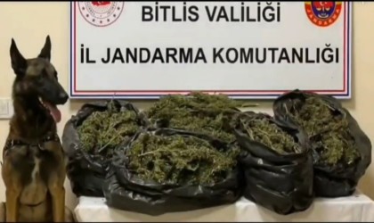 Bitliste 10 kilo 200 gram skunk maddesi ele geçirildi