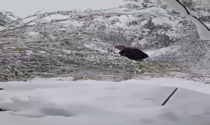 Bursada ağacın elektrik direğinin üzerine devrilmesi kesintiye yol açtı