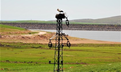 Dicle Elektrikten leylekler için Dicle Vadisinde yuva