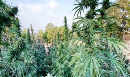 Diyarbakır’da 403 kilo esrar ile Hint keneviri ve skunk ele geçirildi