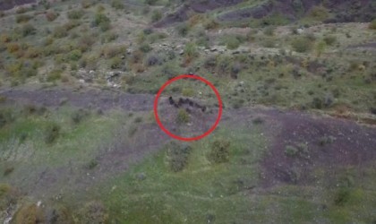 Diyarbakırda domuz sürüsünün kaçışı dronla görüntülendi