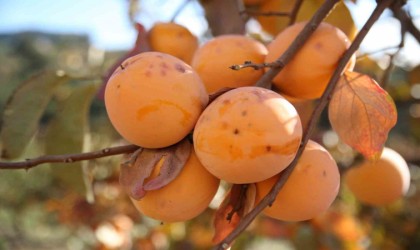 Dolu Trabzon hurması bahçelerini vurdu