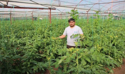 Domates serasına yabancı ot ilacı atıp fidanlara zarar verdiler