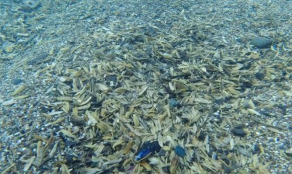 Dünyaca ünlü sahilde denizin altı çekirdek kabuğu tarlasına döndü