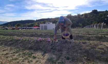 Dünyanın en pahalı baharatı safranın hasadı yapıldı