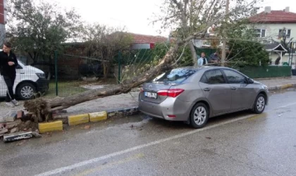 Edirne’de lodosun devirdiği ağaç otomobile hasar verdi
