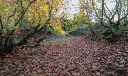 Gördeste sonbahar manzarası mest etti