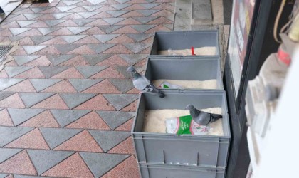 Güvercinler marketteki pirinç kovalarının içine girdi