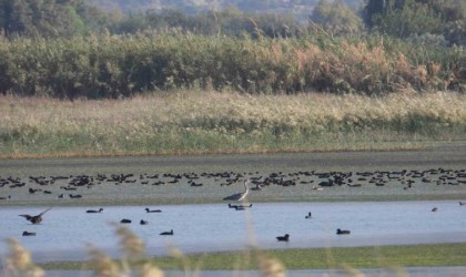 Hatayda 304 kuş türüne sahip sulak alan moloz sahasına döndü