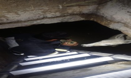 Hatayda kuyuya düşen eşek kurtarıldı