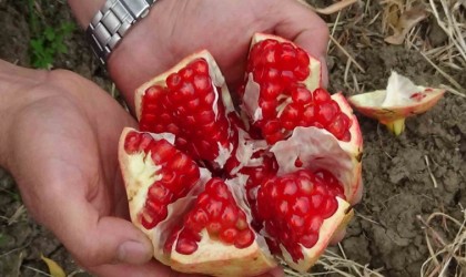 Havran Narında hasat dönemi