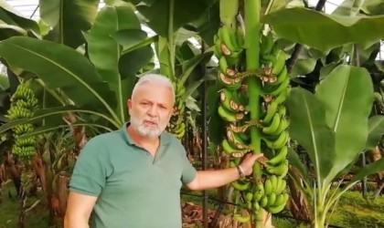 Hırsızlar 300 muz ağacını talan etti, üretici 200 bin lira zarar girdi