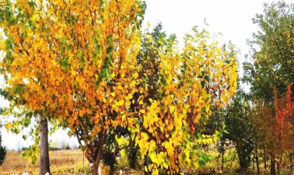 Hisarcıkta sonbahar güzelliği