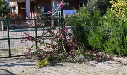 İmam ile dernek başkanı arasında ağaç kesme tartışması